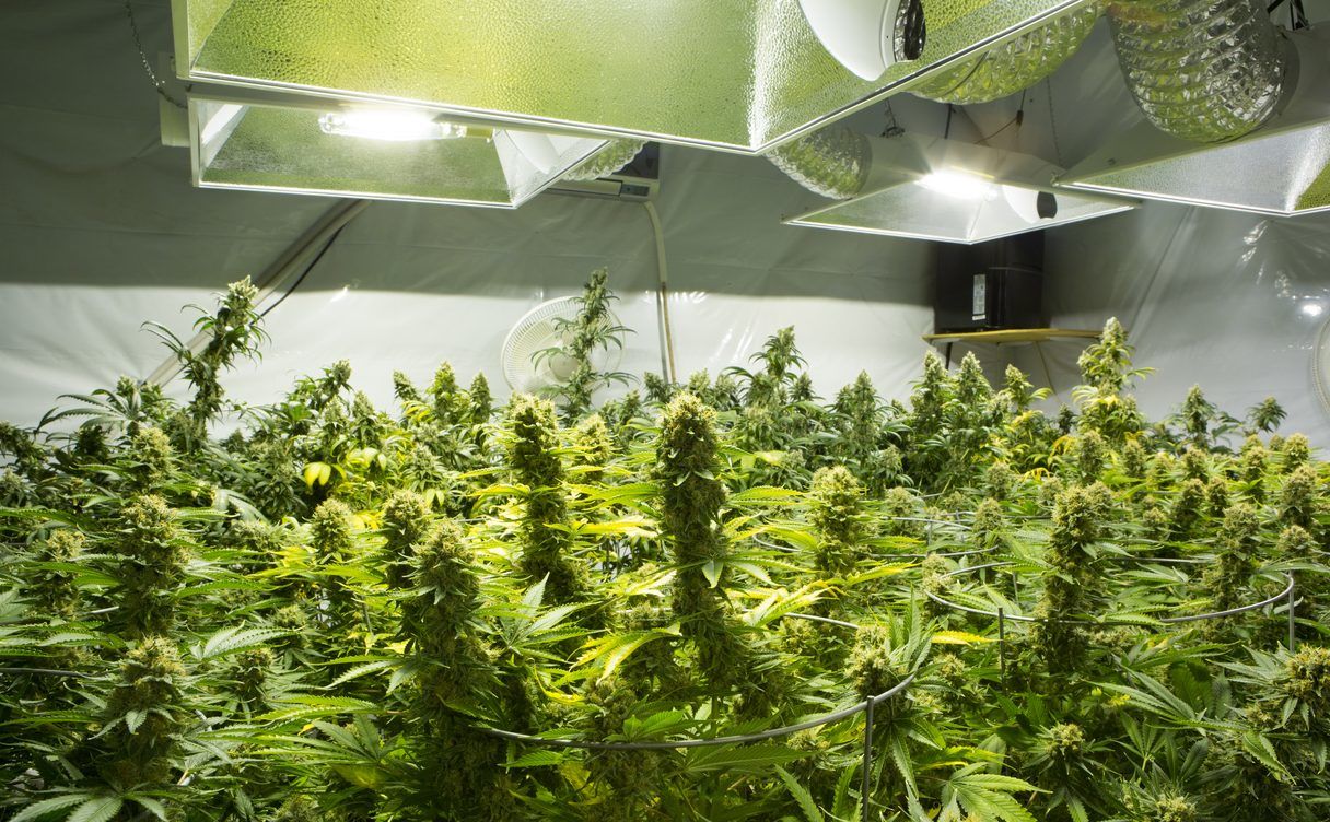Marijuana Grow Op